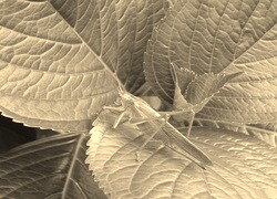Szary + Sepia