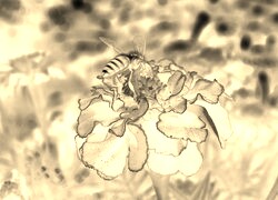 Sepia + Negatyw