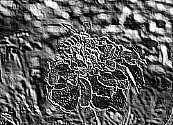 Skamielina