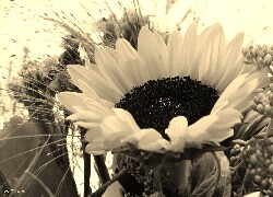 Szary + Sepia