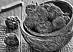 Skamielina