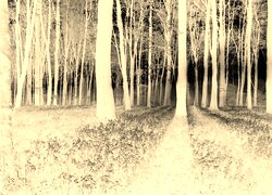Sepia + Negatyw