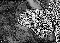 Skamielina