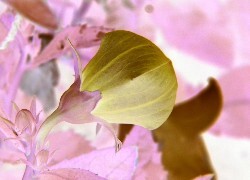 Negatyw