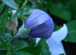 Oryginalny obrazek