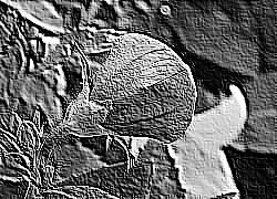 Skamielina