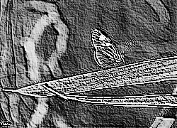 Skamielina