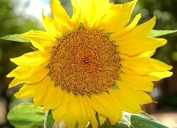 Oryginalny obrazek