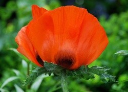 Oryginalny obrazek