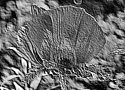 Skamielina
