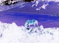 Negatyw