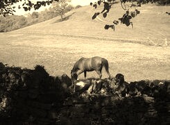 Szary + Sepia