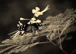 Szary + Sepia