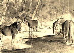 Sepia + Negatyw