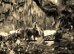 Szary + Sepia