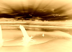 Sepia + Negatyw