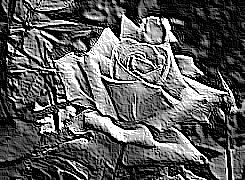 Skamielina