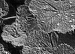 Skamielina