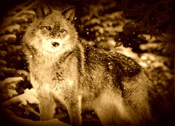 Sepia