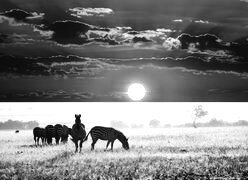 Szary + Sepia