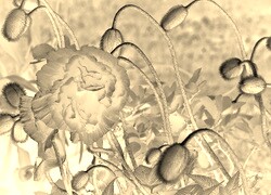 Sepia + Negatyw