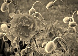 Szary + Sepia