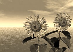 Szary + Sepia