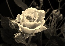 Sepia