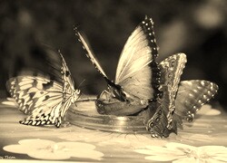 Szary + Sepia