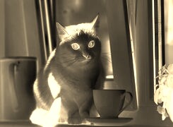 Sepia + Negatyw