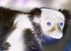 Negatyw