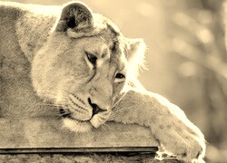 Sepia