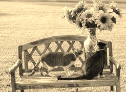 Szary + Sepia