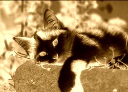 Sepia + Negatyw