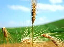 Oryginalny obrazek
