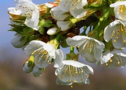 Oryginalny obrazek