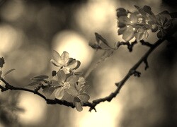 Szary + Sepia
