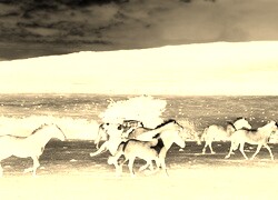 Sepia + Negatyw
