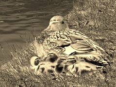 Sepia + Negatyw