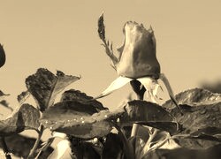 Szary + Sepia
