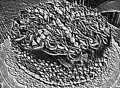Skamielina