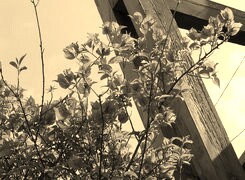 Szary + Sepia