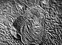 Skamielina
