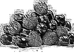 Skamielina