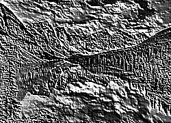 Skamielina