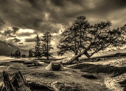 Szary + Sepia