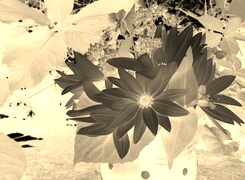 Sepia + Negatyw