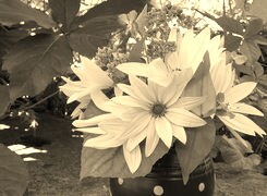Szary + Sepia