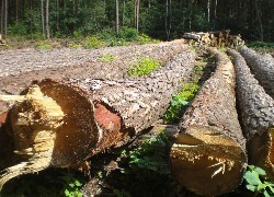 Oryginalny obrazek