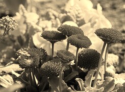 Szary + Sepia